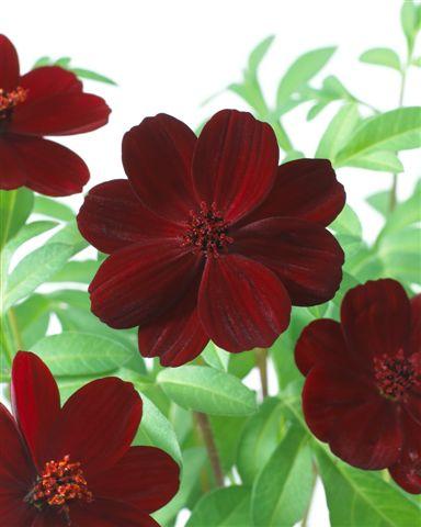 photo of flower to be used as: Pot and bedding Cosmos atrosanguineus New Choco