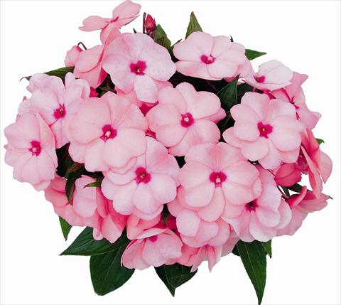 photo of flower to be used as: Pot and bedding Impatiens N. Guinea Paradise Kiamba