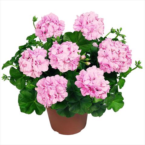 photo of flower to be used as: Basket / Pot Pelargonium peltatum RED FOX Pacific Soft Pink