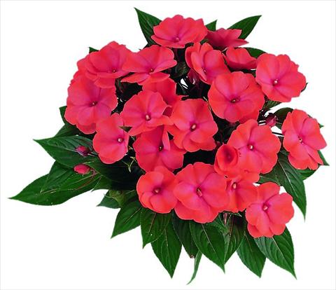 photo of flower to be used as: Pot and bedding Impatiens N. Guinea Paradise Malita