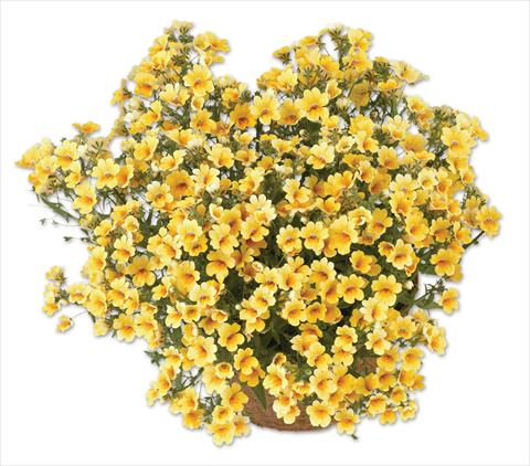 photo of flower to be used as: Pot, patio, basket Nemesia Spicy Yellow
