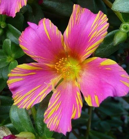 photo of flower to be used as: Pot, patio, basket Portulaca Duet Rose N Yellow