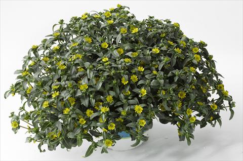 photo of flower to be used as: Pot, patio, basket Sanvitalia Show Yellow