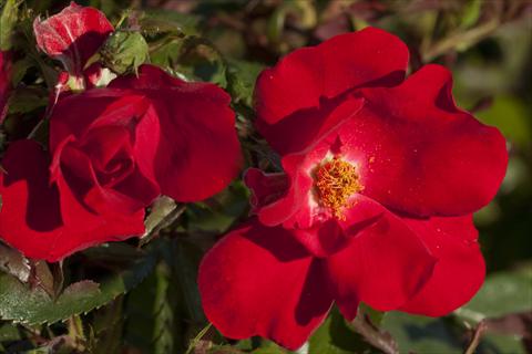 photo of flower to be used as: Bedding / border plant Rosa paesaggistica La Sevillana® Plus