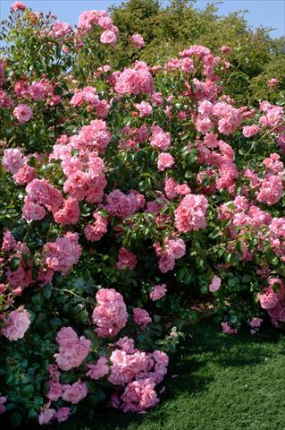 photo of flower to be used as: Bedding / border plant Rosa paesaggistica Livia®