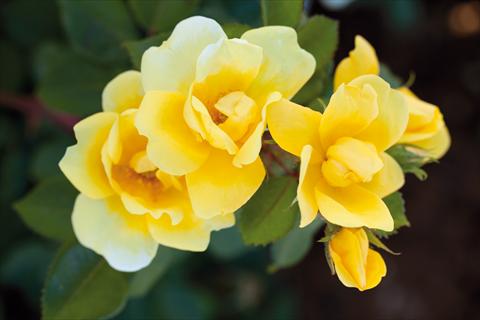 photo of flower to be used as: Bedding / border plant Rosa paesaggistica Sunny Knock Out®