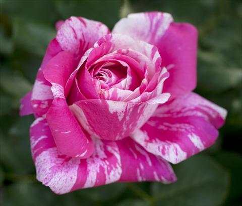 photo of flower to be used as: Bedding / border plant Rosa rampicante Ines Sastre®