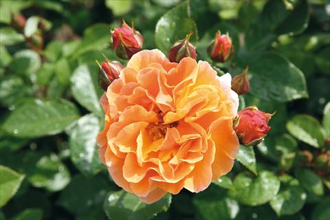 photo of flower to be used as: Bedding / border plant Rosa Tea Arabia®