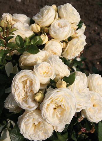 photo of flower to be used as: Bedding / border plant Rosa Tea Artemis®