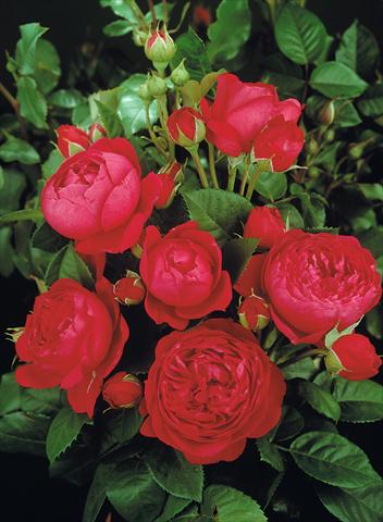 photo of flower to be used as: Bedding / border plant Rosa Tea Ascot®