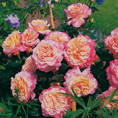photo of flower to be used as: Bedding / border plant Rosa Tea Augusta Luise®