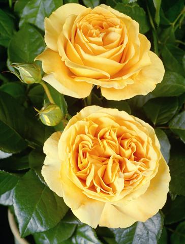 photo of flower to be used as: Bedding / border plant Rosa Tea Candlelight®