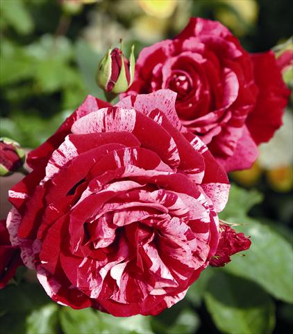 photo of flower to be used as: Bedding / border plant Rosa floribunda Deep Impression®