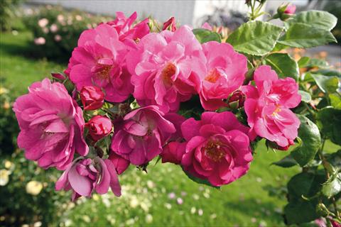 photo of flower to be used as: Bedding / border plant Rosa Tea Global Water®
