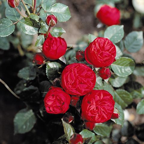 photo of flower to be used as: Bedding / border plant Rosa Tea Piano®