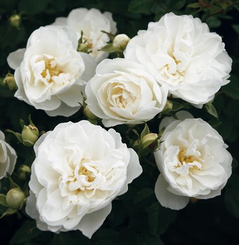 photo of flower to be used as: Pot, bedding, patio Rosa Tea White Babyflor®