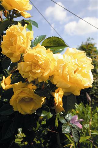 photo of flower to be used as: Bedding / border plant Rosa rampicante Dukat®