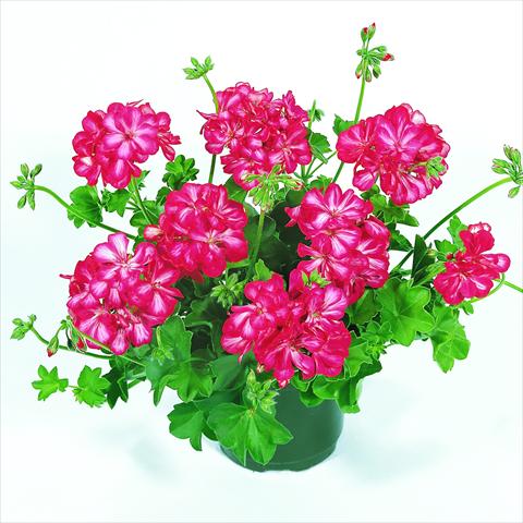 photo of flower to be used as: Basket / Pot Pelargonium peltatum RED FOX Pacific Bright Red Star