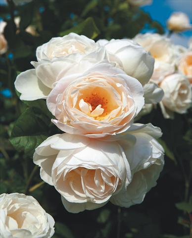 photo of flower to be used as: Bedding / border plant Rosa rampicante Uetersener Klosterrose®