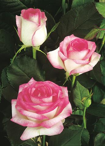 photo of flower to be used as: Bedding / border plant Rosa Tea Biedermeier Garden®