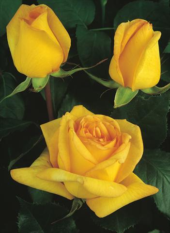 photo of flower to be used as: Bedding / border plant Rosa Tea Golden Tower®