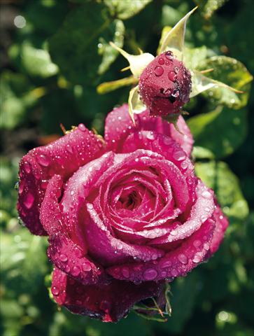 photo of flower to be used as: Bedding / border plant Rosa Tea Johann Wolfgang von Goethe Rose®