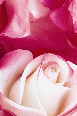 photo of flower to be used as: Bedding / border plant Rosa Tea Nostalgie®