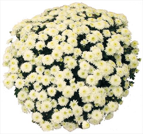 photo of flower to be used as: Pot and bedding Chrysanthemum Belle Des Neiges