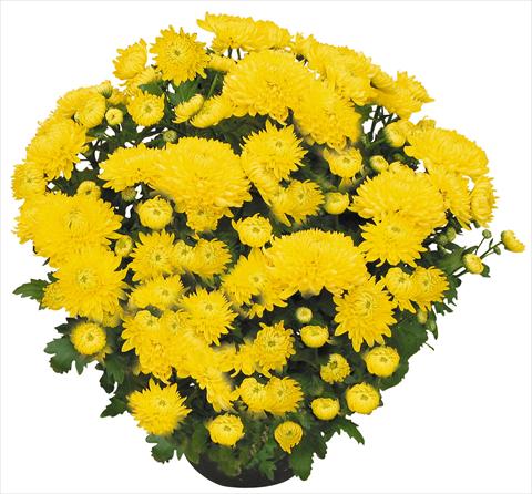 photo of flower to be used as: Pot and bedding Chrysanthemum Chama Giallo®