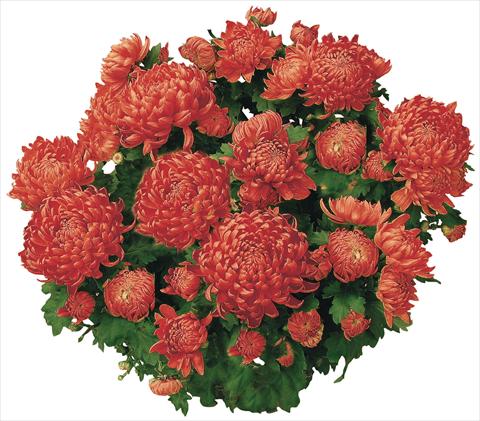 photo of flower to be used as: Pot and bedding Chrysanthemum Chama Rouge®