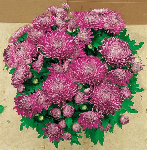 photo of flower to be used as: Pot and bedding Chrysanthemum Chama Violet®