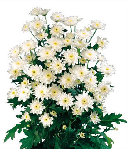 photo of flower to be used as: Pot and bedding Chrysanthemum Euro