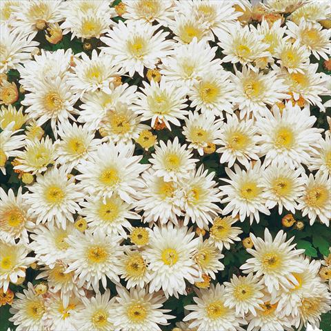 photo of flower to be used as: Pot and bedding Chrysanthemum Mme Nicole Falce Blanc®