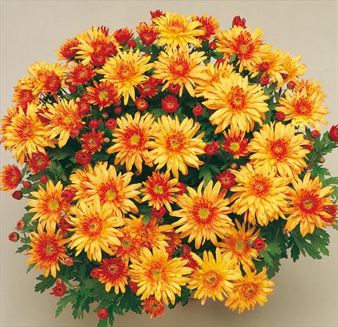 photo of flower to be used as: Pot and bedding Chrysanthemum Mme Nicole Falce Cuivre®