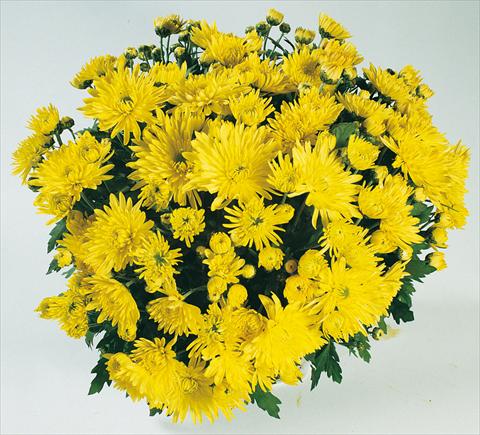 photo of flower to be used as: Pot and bedding Chrysanthemum Mme Nicole Falce Jaune®