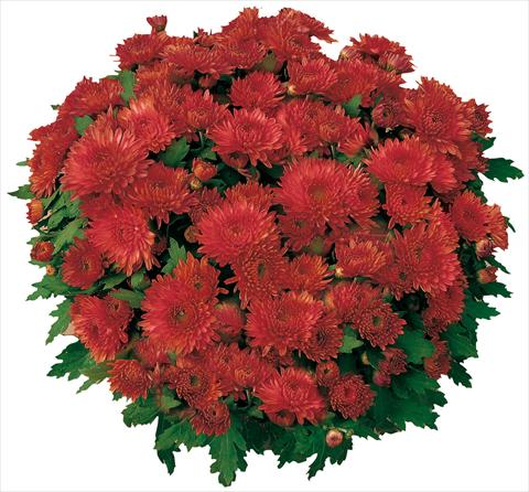photo of flower to be used as: Pot and bedding Chrysanthemum Mme Nicole Falce Rouge®
