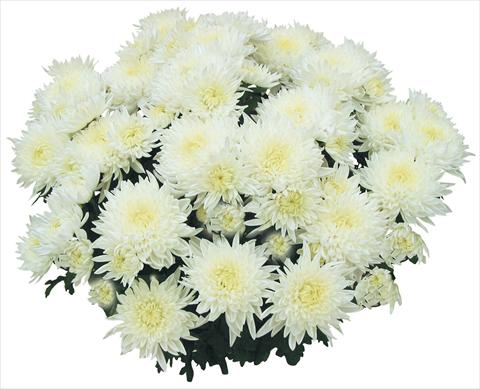 photo of flower to be used as: Pot and bedding Chrysanthemum Tarquinia Bianco