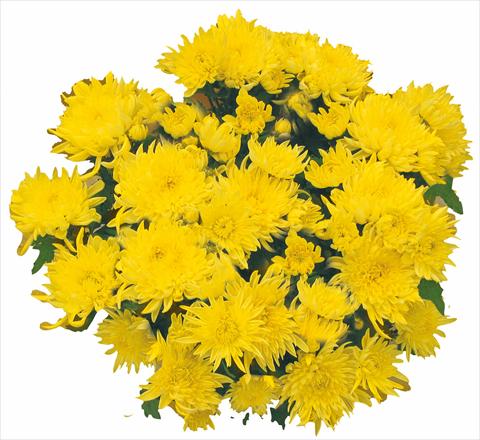 photo of flower to be used as: Pot and bedding Chrysanthemum Tarquinia Giallo