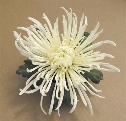 photo of flower to be used as: Pot and bedding Chrysanthemum Veneri Bianco