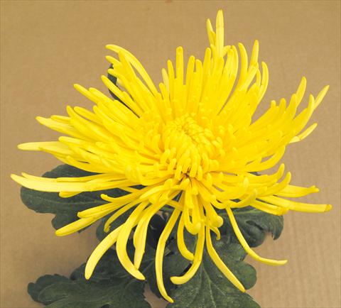 photo of flower to be used as: Pot Chrysanthemum Veneri Giallo