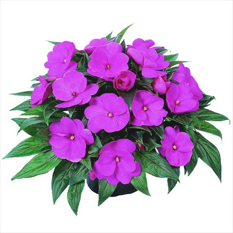 photo of flower to be used as: Bedding pot or basket Impatiens N. Guinea RED FOX Petticoat Lavender