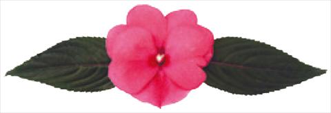 photo of flower to be used as: Pot and bedding Impatiens N. Guinea Galaxy® Cepheus