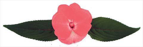 photo of flower to be used as: Pot and bedding Impatiens N. Guinea Galaxy® Cygnus