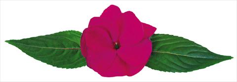 photo of flower to be used as: Pot and bedding Impatiens N. Guinea Galaxy® Delphinus