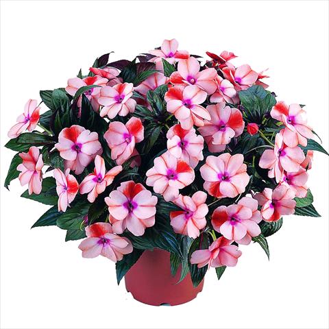 photo of flower to be used as: Bedding pot or basket Impatiens N. Guinea RED FOX Petticoat Orange Star