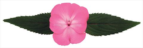 photo of flower to be used as: Pot and bedding Impatiens N. Guinea Galaxy® Norma