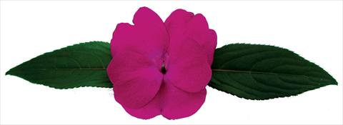 photo of flower to be used as: Pot and bedding Impatiens N. Guinea Galaxy® Octans