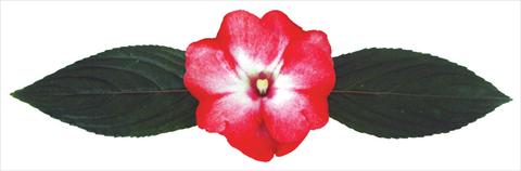 photo of flower to be used as: Pot and bedding Impatiens N. Guinea Galaxy® Pavo