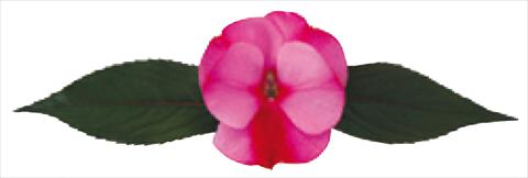 photo of flower to be used as: Pot and bedding Impatiens N. Guinea Galaxy® Scorpio