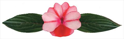 photo of flower to be used as: Pot and bedding Impatiens N. Guinea Galaxy® Virgo